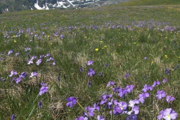 Fioritura della prateria